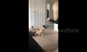 The Oscar goes to French bulldog dramatically playing dead