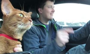 If You're Happy and You Know It, Then Say Meow!