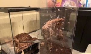 Tarantula Launches at Unsuspecting Owner