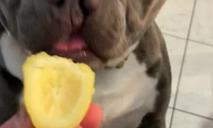 Get That Lemon Away From Me!