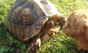 Furious turtle confronts dog trying to steal its strawberries