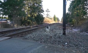 US firefighter rescues husky from train tracks and brings it home
