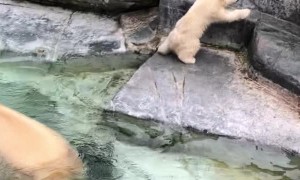 Polar Bear Cub Takes a Tumble