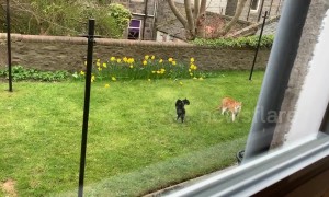 Hilarious cat runs on hind legs to intimidate her trespassing feline foe