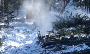 Buncher Machine Lays Down Tree After Tree