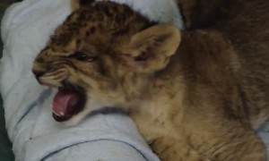 Lion cub lets out the cutest roar you'll ever hear