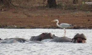 Incredibly brave bird stands on the back of a hippo!