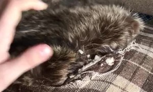 Raccoon Stuck in the Couch