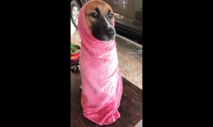 Doggy wrapped up in towel after bath