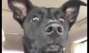 Dog totally loses her mind after realizing she's at the park