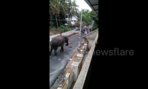 Raging elephant wrecks havoc on Indian town