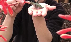 Hummingbird Feeds Out of Man's Hand
