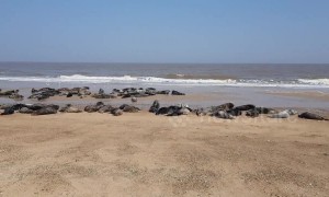Grey seals bask in glorious sunshine on Norfolk beach