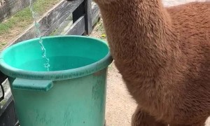 Alpaca Wants to Cool Off