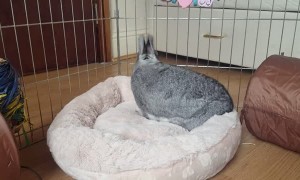 Bunny isn't happy when his cozy bed gets messy