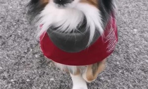 Talented Dog Does Impressive Balancing Act