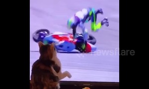 Thug cat ‘knocks’ Moto GP rider off bike