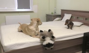 Puppy totally loses it after being allowed to play on the bed