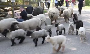 Spring lambs herded though London city farm on Easter Sunday