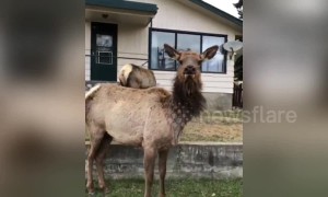 Funny moment docile elk suddenly charges filmer