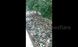 Video shows horrific scale of plastic pollution in Indonesian mangrove swamp
