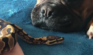 Pooch and Snake Get Along Great