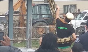 Huge Crowd Gathers for Giant Escaped Snake