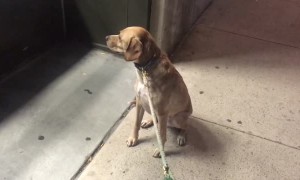 Dog upset pet store is closed, refuses to leave
