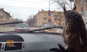 Pet owl totally mesmerized by windshield wipers