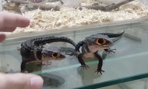 Lizards Strikingly Similar to Dragons