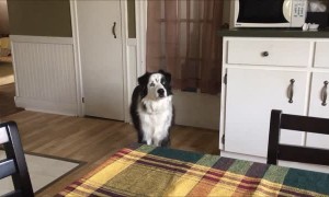 Dog hilariously stomps feet when told she can't go outside