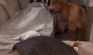 Owner Pranks Dog By Hiding