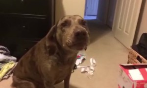 Jealous Pup wants ALL of Mom's Love
