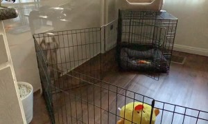 Not a Pretty Prison Break