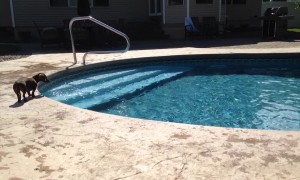 An Adorable Dog Jumps Into A Pool To Fetch His Toy