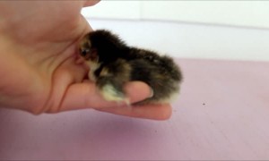 Newly hatched baby chick just wants to be held