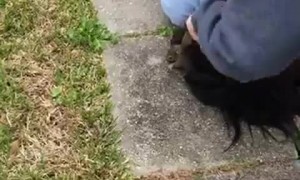 Squirrel Squirms into Her Hair