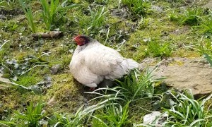 Hen Has a Happy Surprise