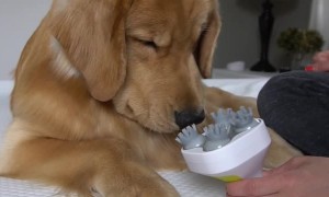 Doggo Doesn't Understand Head Massager