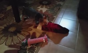 Puppy Can't Wait for Christmas Gifts