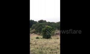 This giraffe's body scratch will make you laugh non-stop