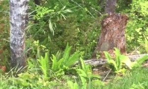 Speedy Bear Scales Tree