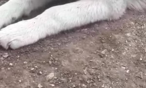 Husky Chews Dog Breath Away