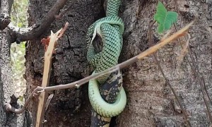 Greedy snake struggles to swallow live monitor lizard