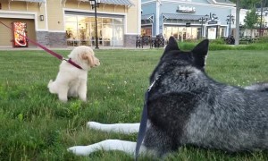 Siberian Husky casually 