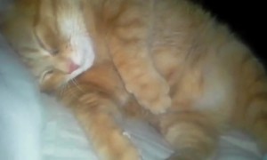 Sleepy Kitty Snores Away