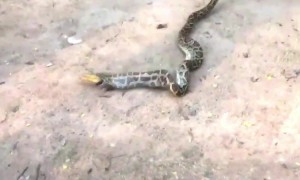 Massive python regurgitates farmer's rooster