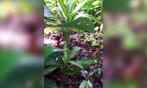 Funny Squirrel Goes Crazy!