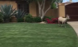 Pool Party for Herd of Bighorn Sheep