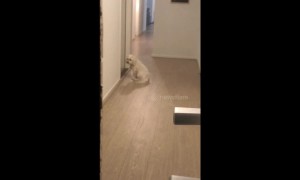 Human's best friend! Dog waits patiently for his owners to come home